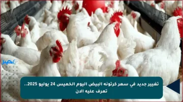 تغيير جديد في سعر كرتونة البيض اليوم الخميس 24 يوليو 2025.. تعرف عليه الآن